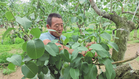 “玉露”凝香奔小康目前，隰县梨果面积达到38万亩，其中种植玉露香梨23万亩，规模及产量均居全国第一，品牌价值达到87.43亿元。